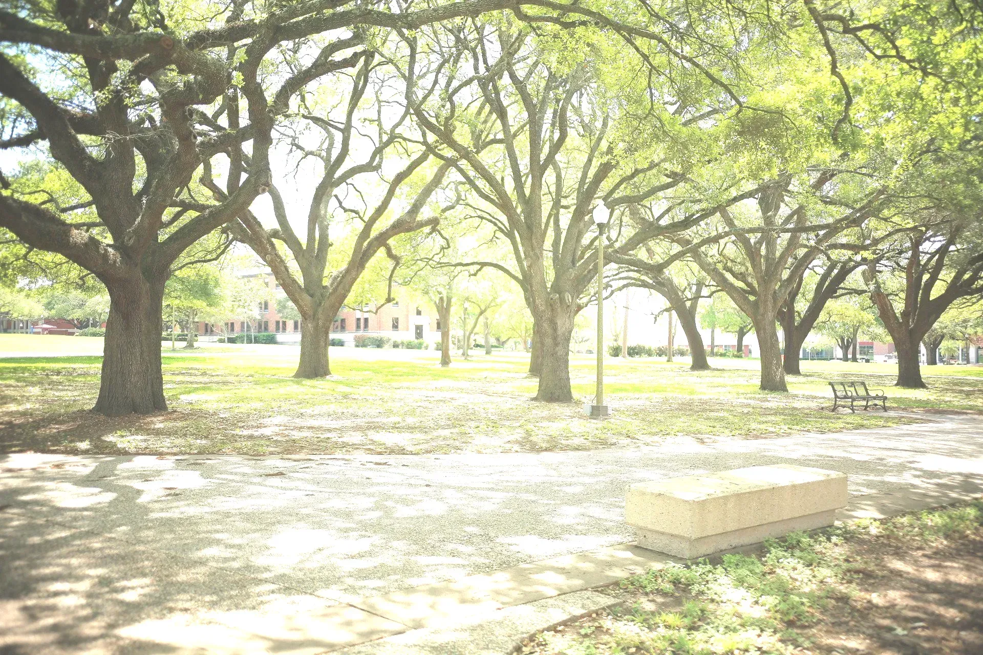 Prairie View A&M University oak-lined campus mall